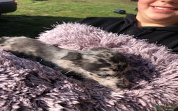 Mixed Breed dogs for sale: BEDDIPOO pups 1/2 bedlington 1/2 poodle  - Image 5