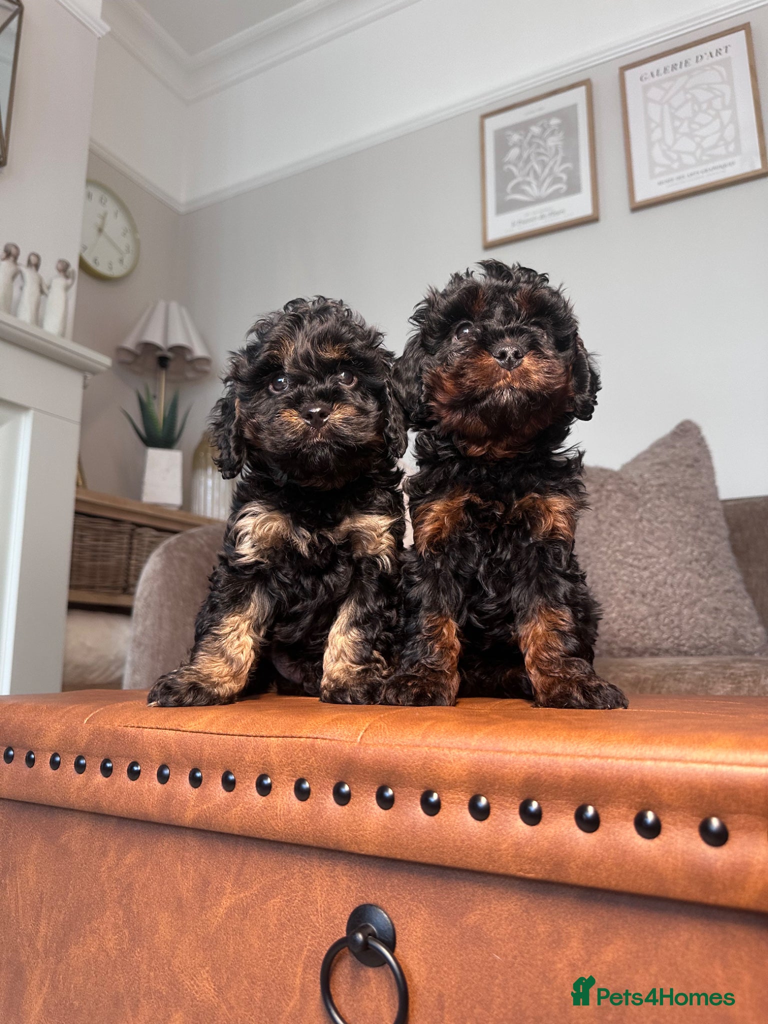Cavapoo dogs Adorable Cavapoo puppies. Health tested Parent.  - Advert 1