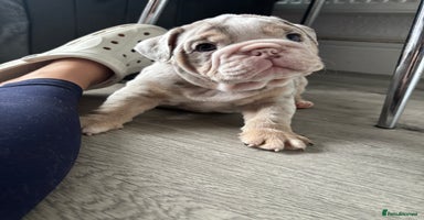 English Bulldog dogs - Advert 6