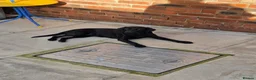 Cockerdor dogs for sale: 5 month old puppy cockerador for rehoming  - Advert 1