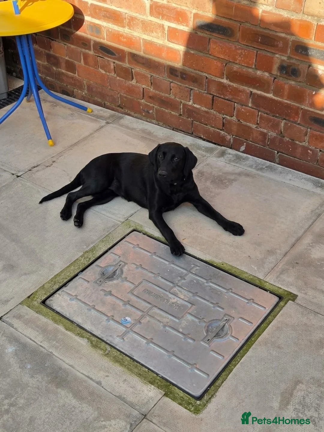 Cockerdor dogs for sale: 5 month old puppy cockerador for rehoming  - Advert 1