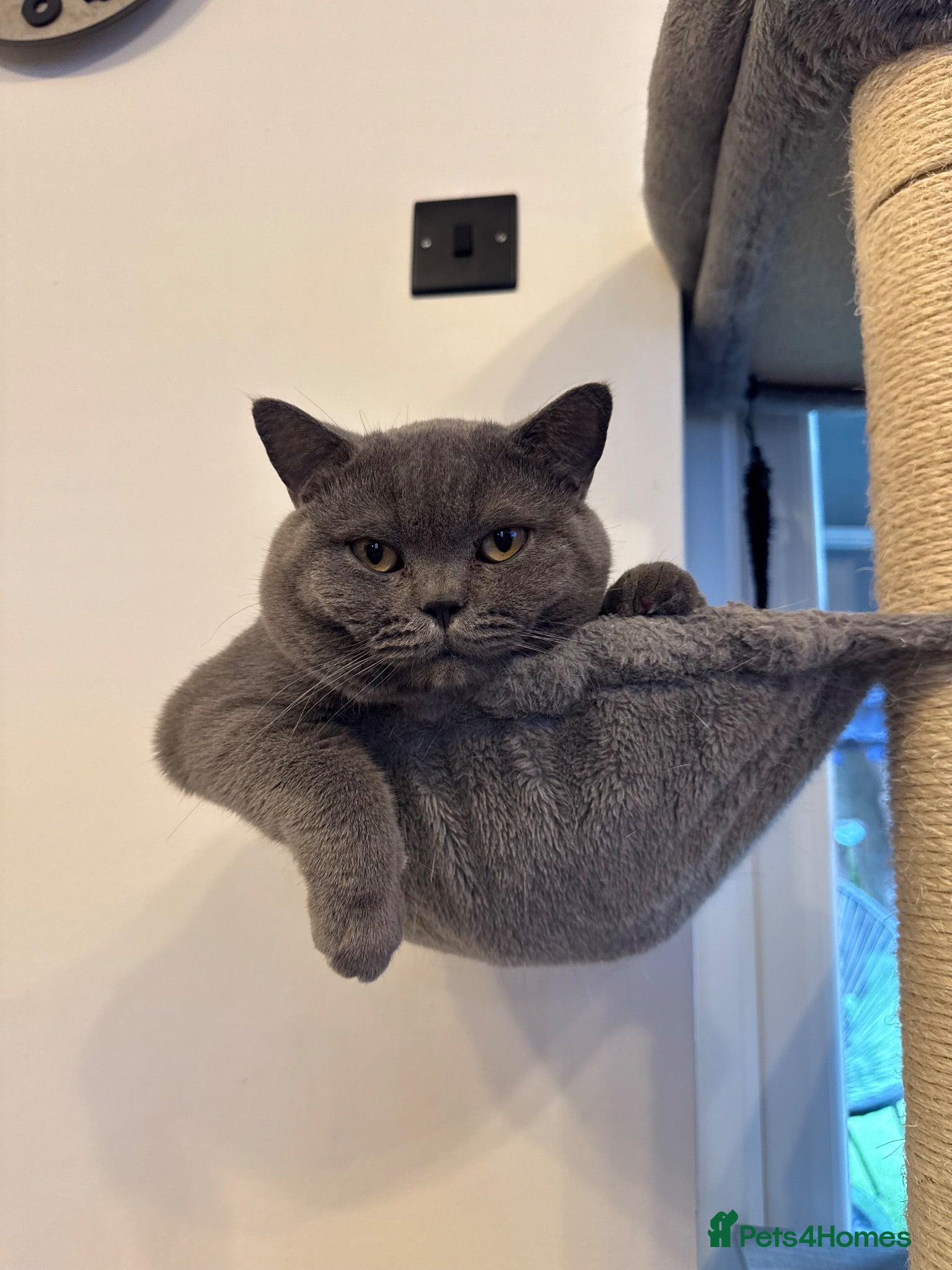 British Shorthair cats BSH BLUE STUD IN EAST LONDON - Advert 2