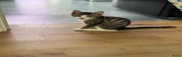 Mixed Breed cats for sale: Beautiful tabby kittens  - Advert 10