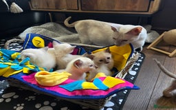 Burmese cats for sale: Pure pedigree, boast EU and World champion lineage - Image 2