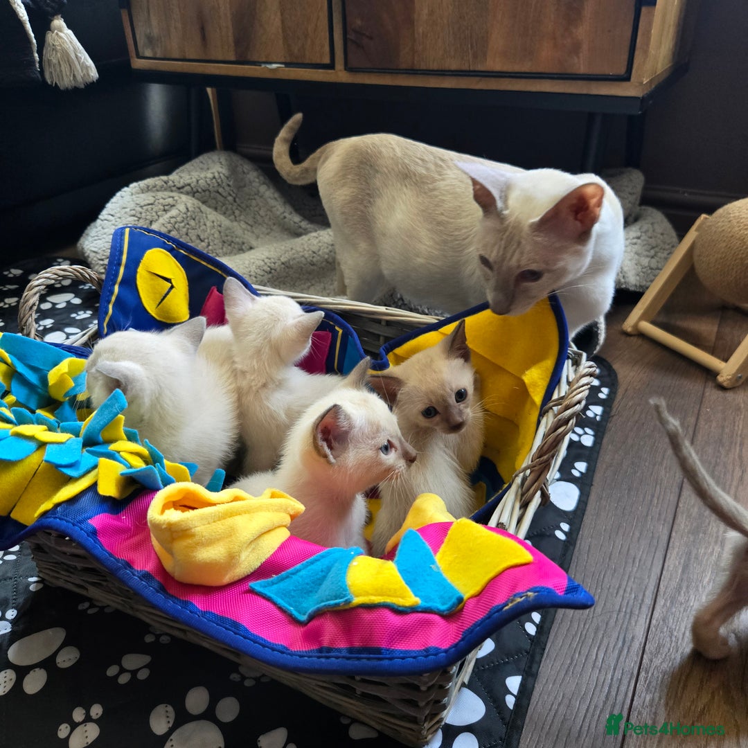 Burmese cats for sale: Pure pedigree, boast EU and World champion lineage - Image 2