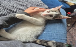 British Shorthair cats for sale: 2 kittens looking for forever homes - Image 2