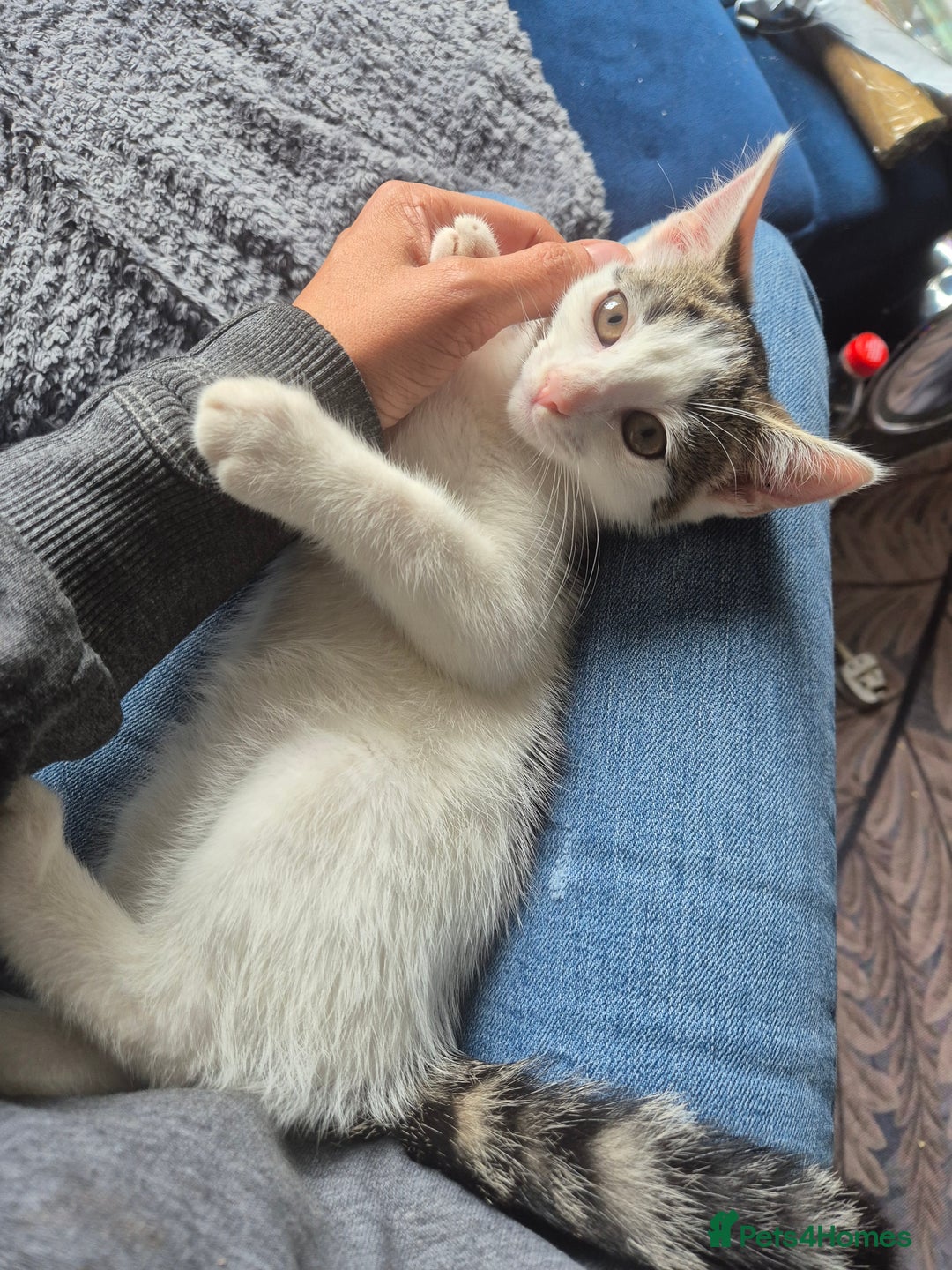 British Shorthair cats for sale: 2 kittens looking for forever homes - Image 2