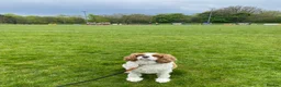 Cavalier King Charles Spaniel dogs for sale: Cavalier male for sale  in Wirral - Advert 5