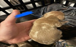 Miniature Dachshund dogs for sale: Mixed litter of beautiful miniature dachshunds  - Image 12