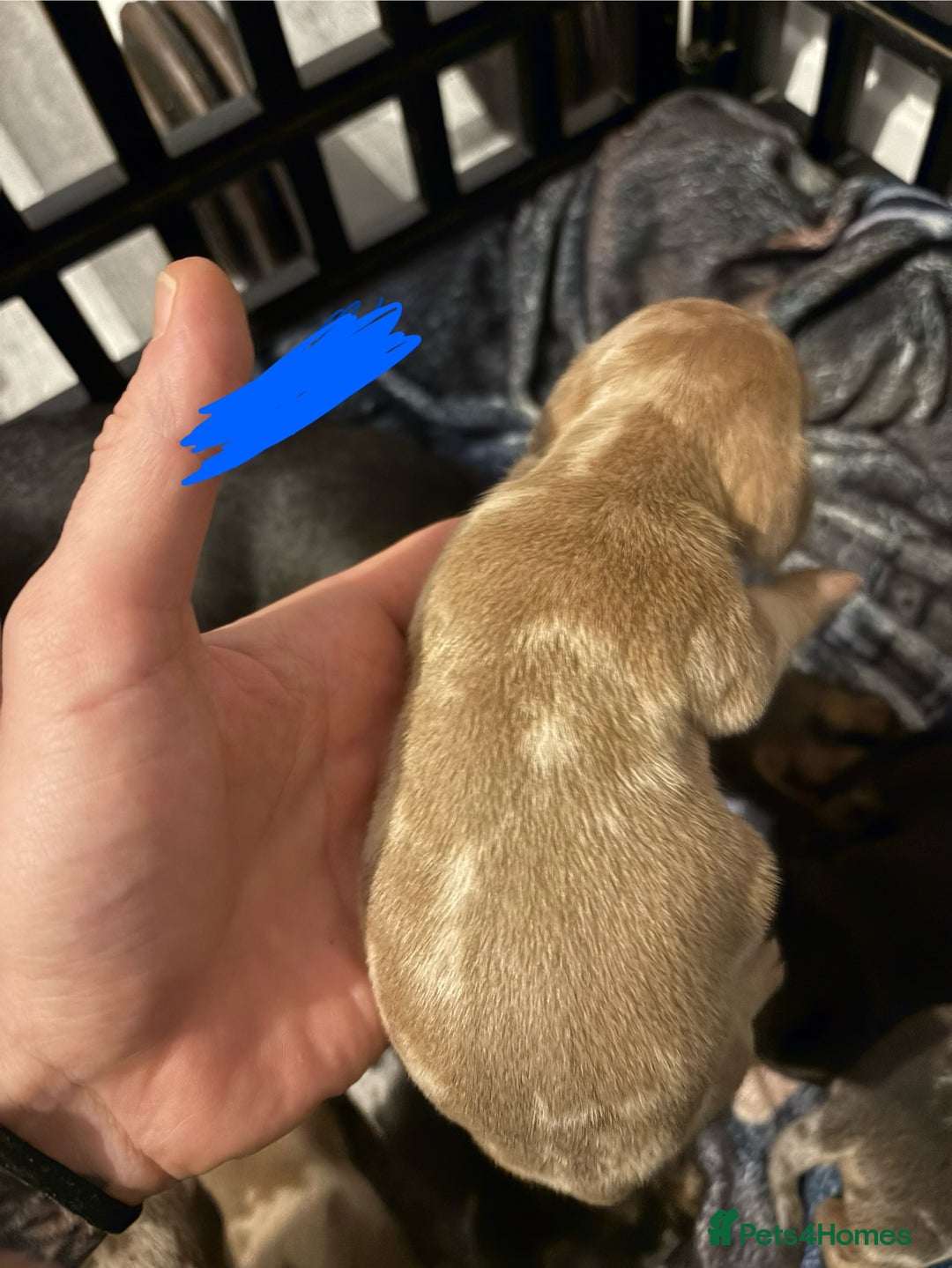 Miniature Dachshund dogs for sale: Mixed litter of beautiful miniature dachshunds  - Image 12