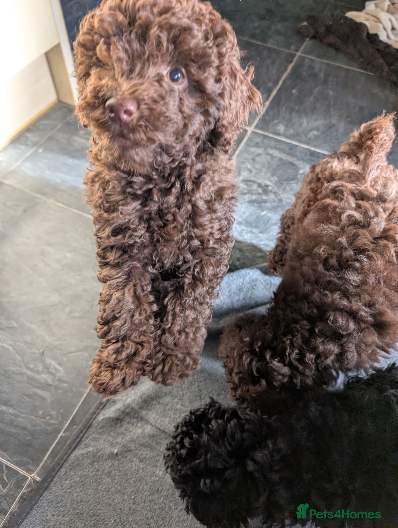 Labradoodle dogs 🐾Quality F1BB Mini Labradoodle Pups🐾  - Advert 2