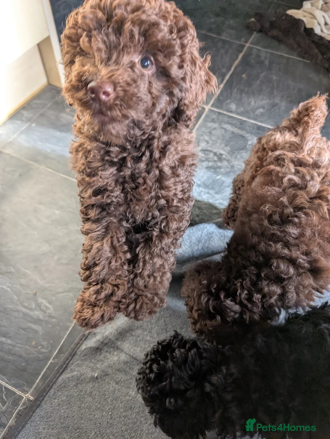 Labradoodle dogs for sale: 🐾Quality F1BB Mini Labradoodle Pups🐾  - Advert 2