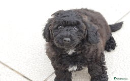 Poochon dogs for sale: F1 Poochon puppy for sale - Image 9