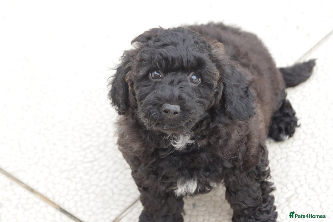 Poochon dogs for sale: F1 Poochon puppy for sale - Image 9