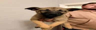 Belgian Shepherd Dog 3