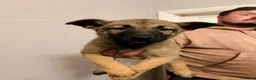 Belgian Shepherd Dog dogs for sale: 3 female Belgian malinois 9 weeks old  - Advert 13