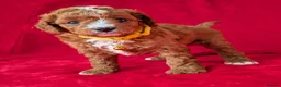 Cavapoo dogs for sale: All puppies reserved. - Advert 5