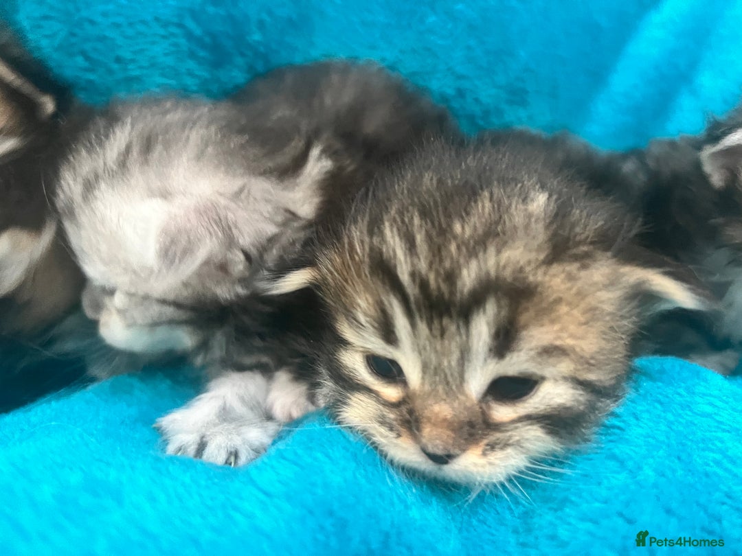 Siberian cats for sale: 🩶🩵Traditional Siberian Babies🩵🩶 - Advert 12