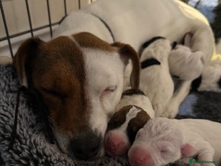 Parson Russell dogs Parson Jack russel pup for sale - Advert 1