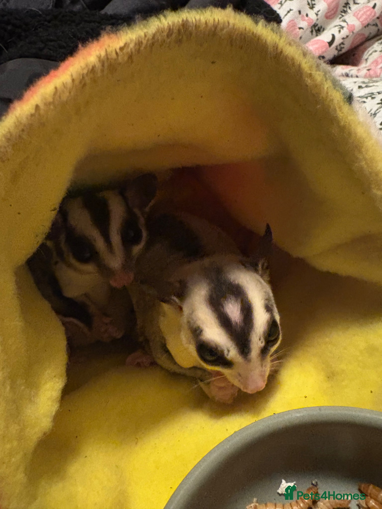 Sugar Glider rodents Proven pair!  - Advert 1