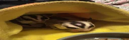 Sugar Glider rodents for sale: Proven pair!  - Advert 1