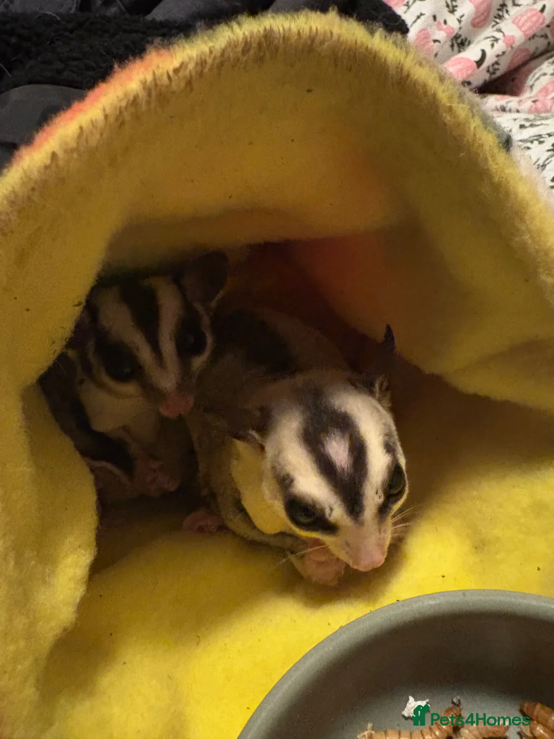 Sugar Glider rodents for sale: Proven pair!  - Advert 1