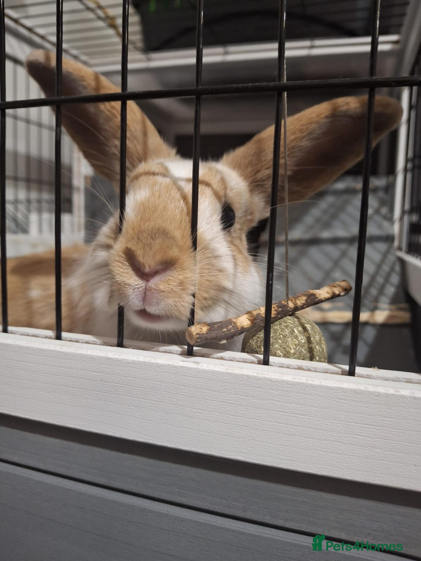 Rex rabbits Rabbits and indoor hutch for sale. - Advert 2