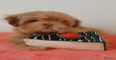 Shih Tzu dogs - Advert 5