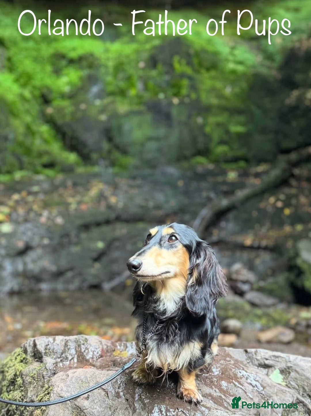 Miniature Dachshund dogs for sale: Exceptional Show Quality KC Miniature Dachshunds! - Image 15