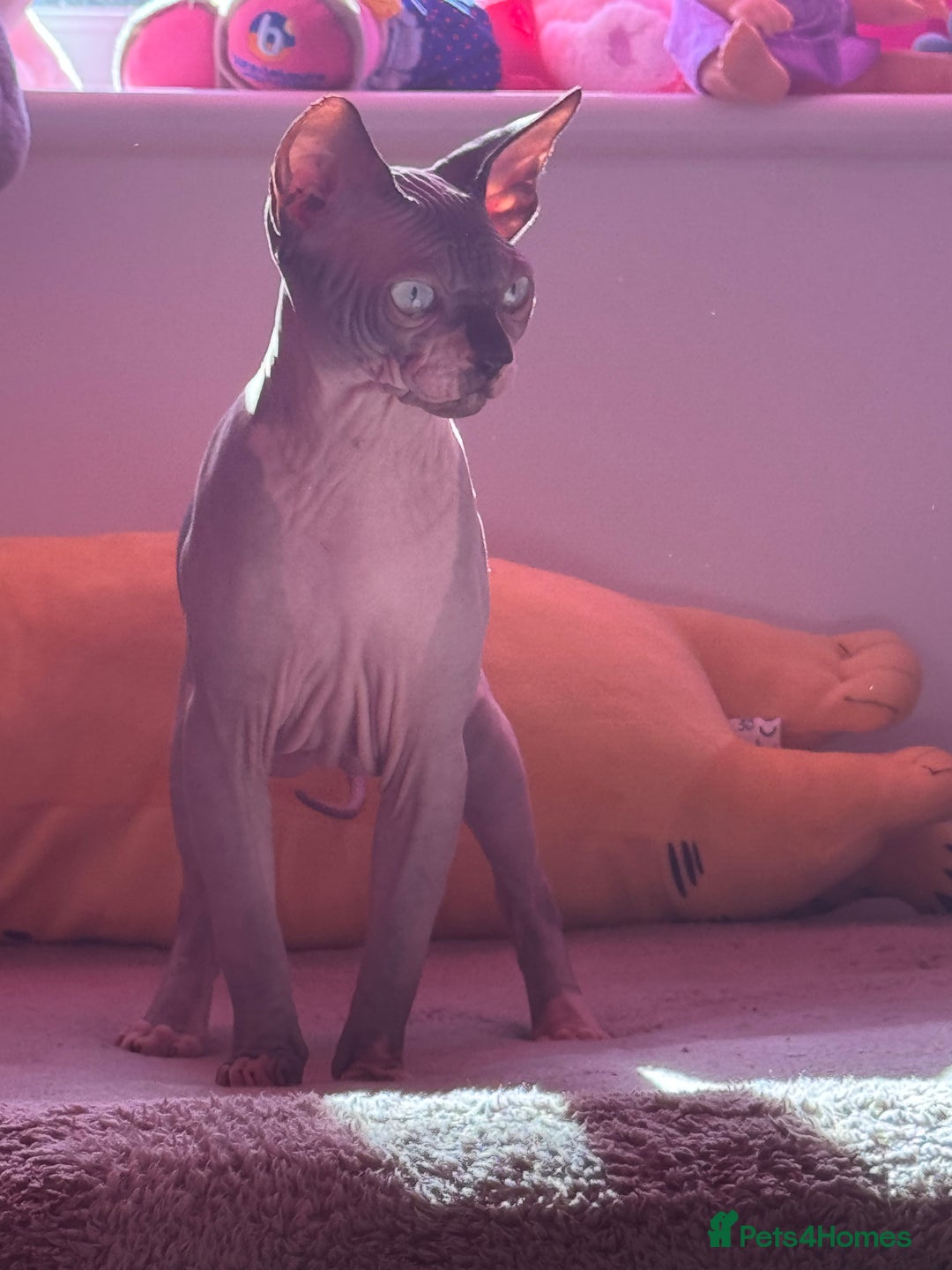 Sphynx cats for sale: Canadian Sphynx male  - Advert 3