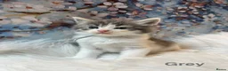 Maine Coon cats for sale: Maine Coon x Persian/Ragdoll Mix - Advert 16