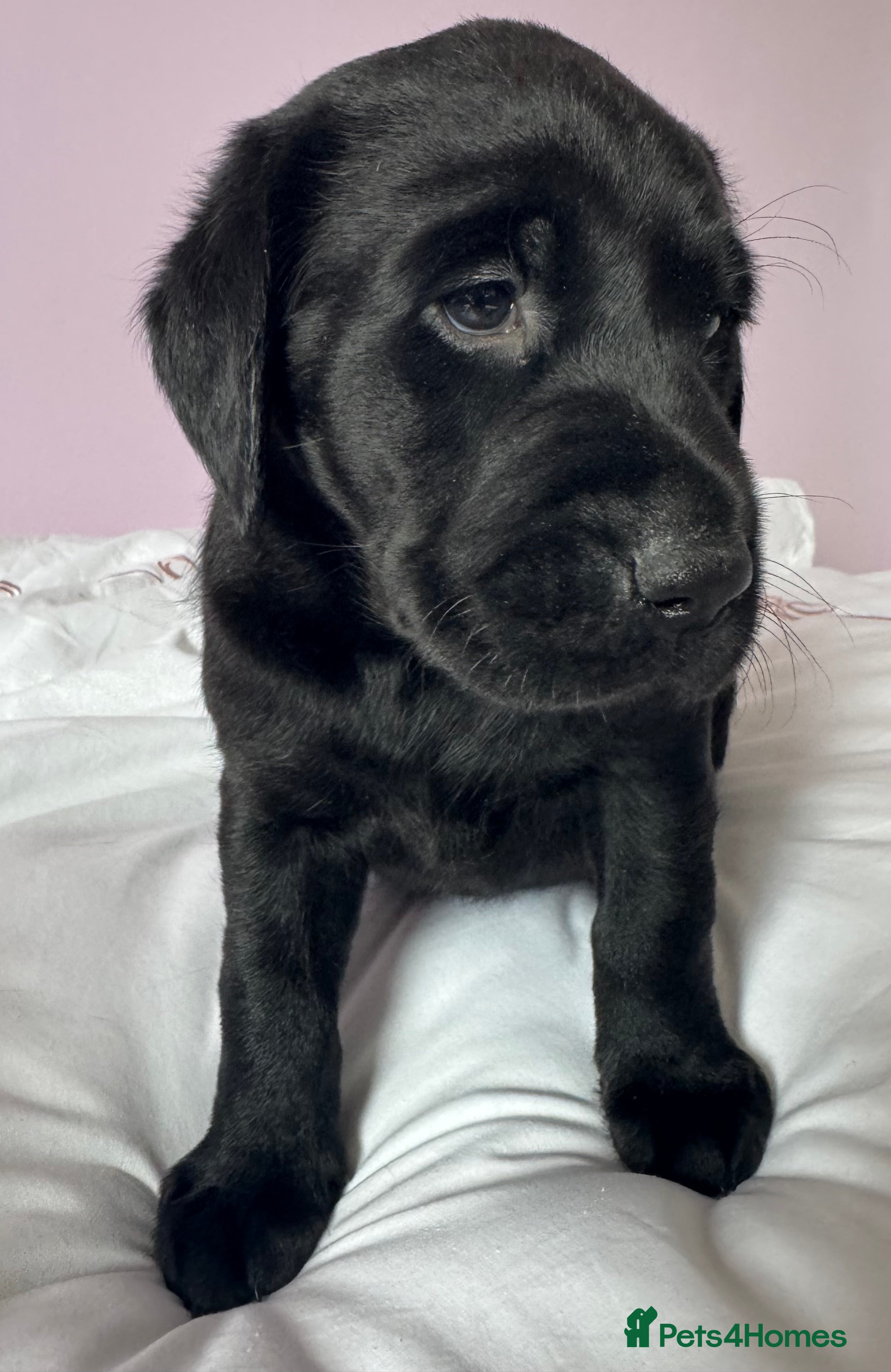 Labrador Retriever dogs for sale: Labrador pups fox red and black  - Advert 5