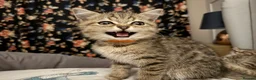 British Shorthair cats for sale: British Shorthair and Golden Shaded Torbie - Advert 6