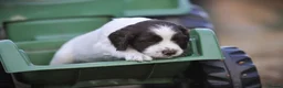 English Springer Spaniel dogs for sale: English springer spaniel puppies  in Exeter - Advert 5
