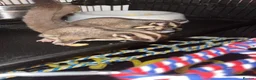 Sugar Glider rodents for sale: 2 female sugar glders in South Ockendon - Advert 18