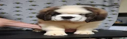 Saint Bernard dogs for sale: Show Quality Saint Bernard's  - Advert 20