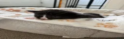 Mixed Breed cats for sale: Gorgeous Black & White Kittens – Boys & Girls - Advert 20