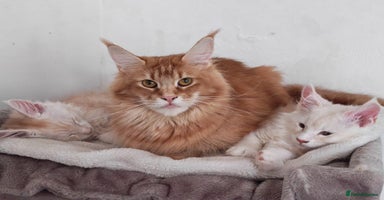 Maine Coon cats - Advert 2