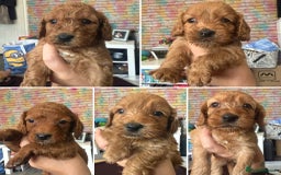 Cockapoo dogs for sale: 5 Absolutely gorgeous Fox Red Cockapoo Puppies - Image 1