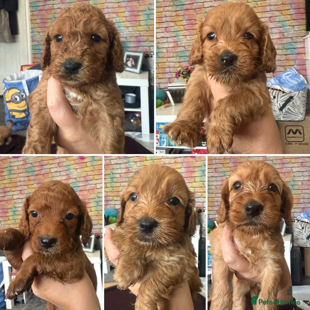 Cockapoo dogs for sale: 5 Absolutely gorgeous Fox Red Cockapoo Puppies - Image 1