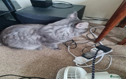 Maine Coon cats for sale: Stunning male Mainecoon  - Image 5