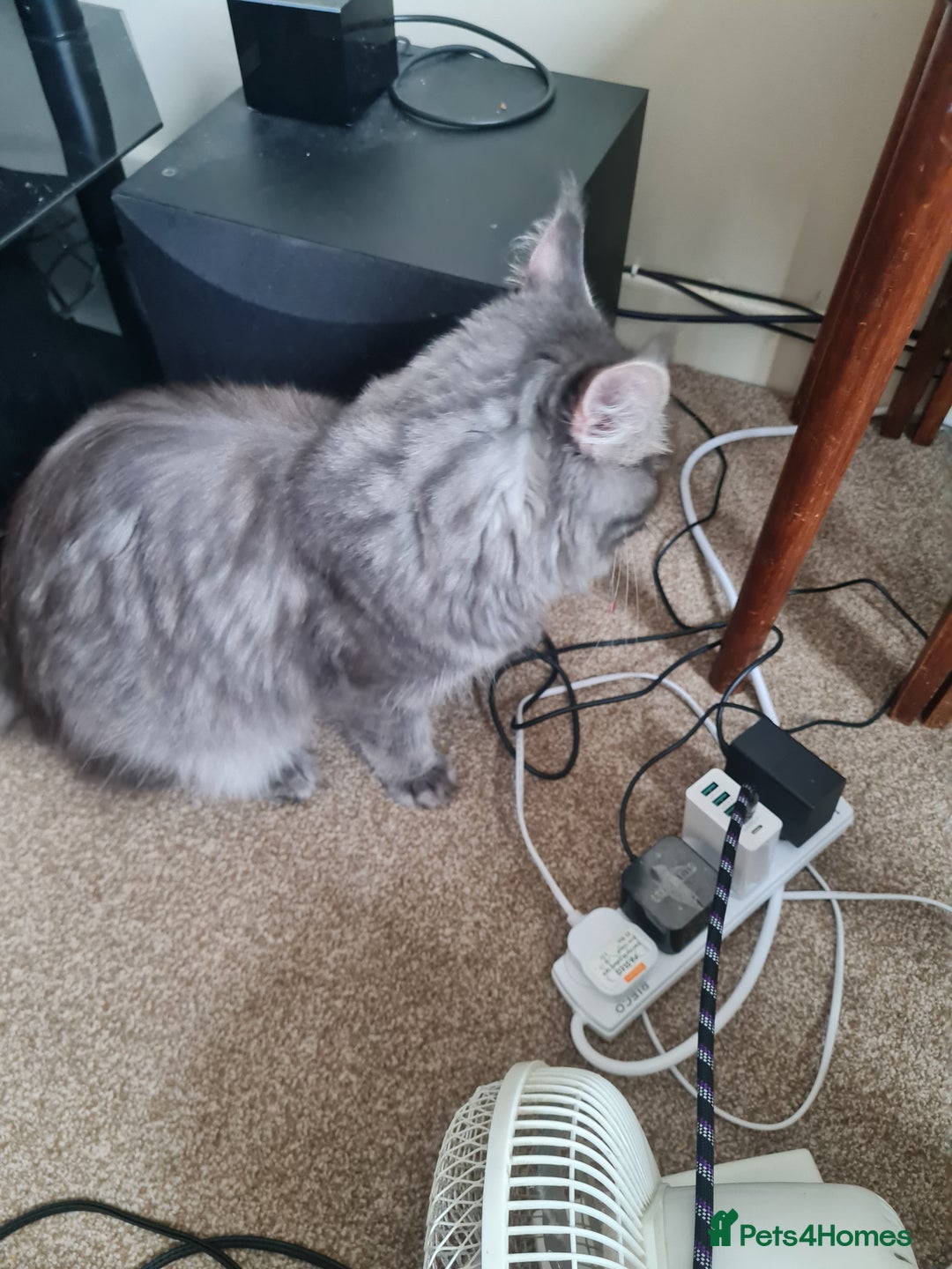 Maine Coon cats for sale: Stunning male Mainecoon  - Image 5