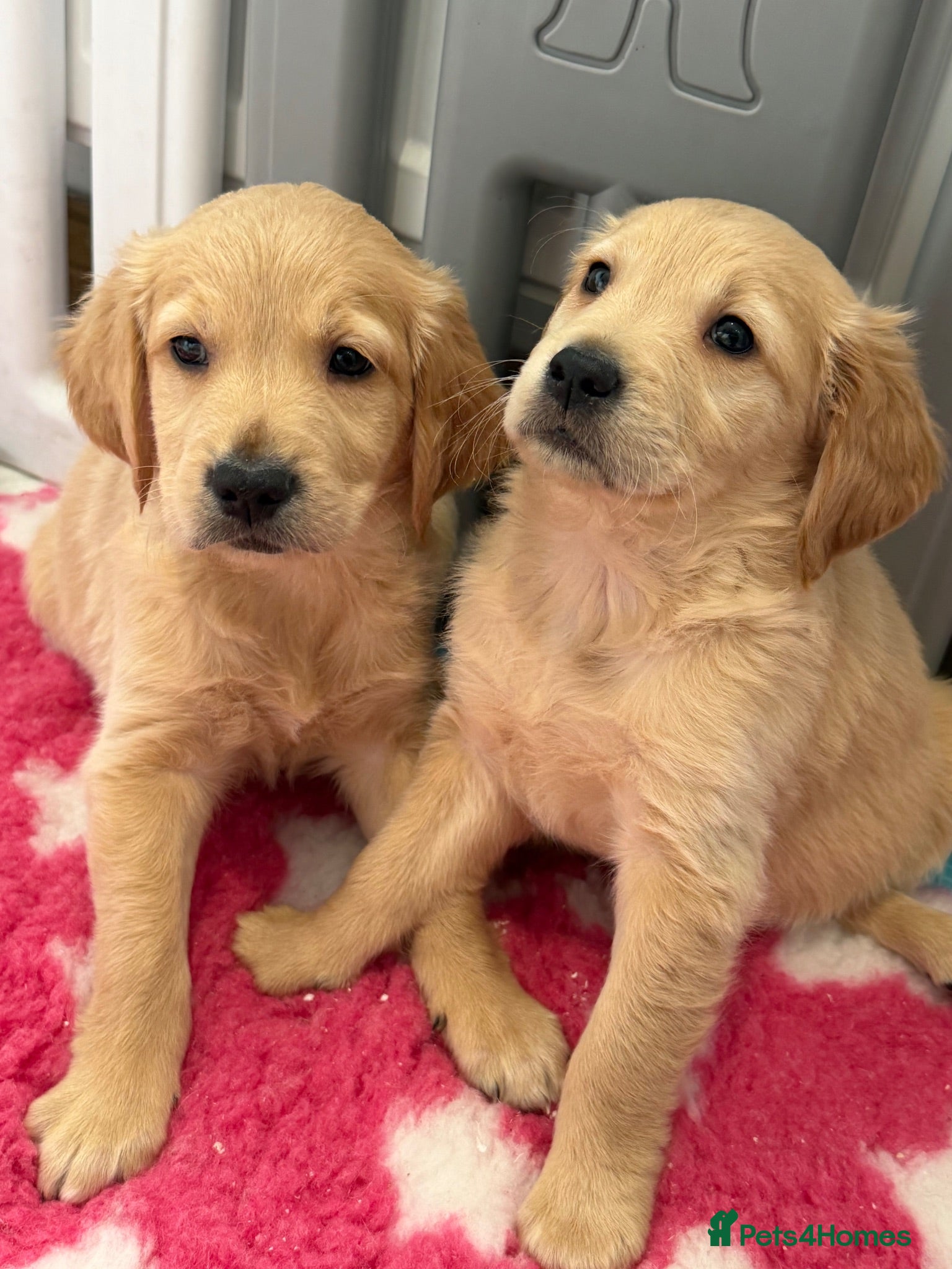 Golden Retriever dogs Kennel club registered beautiful litter of puppies - Advert 13