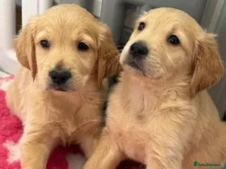 Golden Retriever dogs Kennel club registered beautiful litter of puppies - Advert 13
