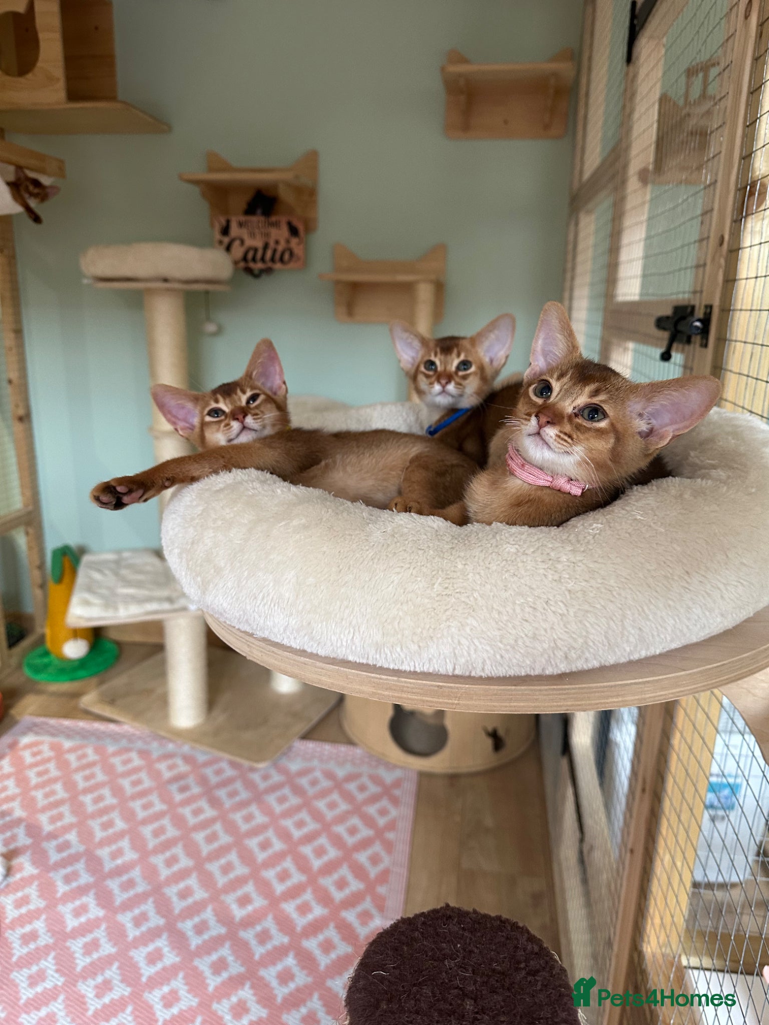 Abyssinian cats for sale: Abyssinian kittens  - Advert 1