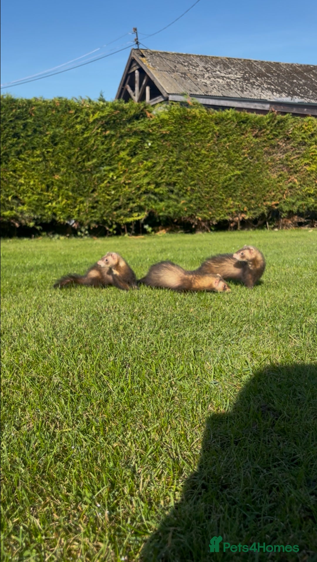 Ferret rodents for sale: 3 jill ferrets - Image 2