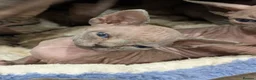 Sphynx cats for sale: Looking for for ever home ready for  **   in Merthyr Tydfil - Advert 17