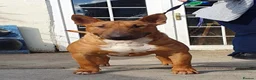 English Bull Terrier dogs for sale: Last remaining male Bull Terrier - Advert 11