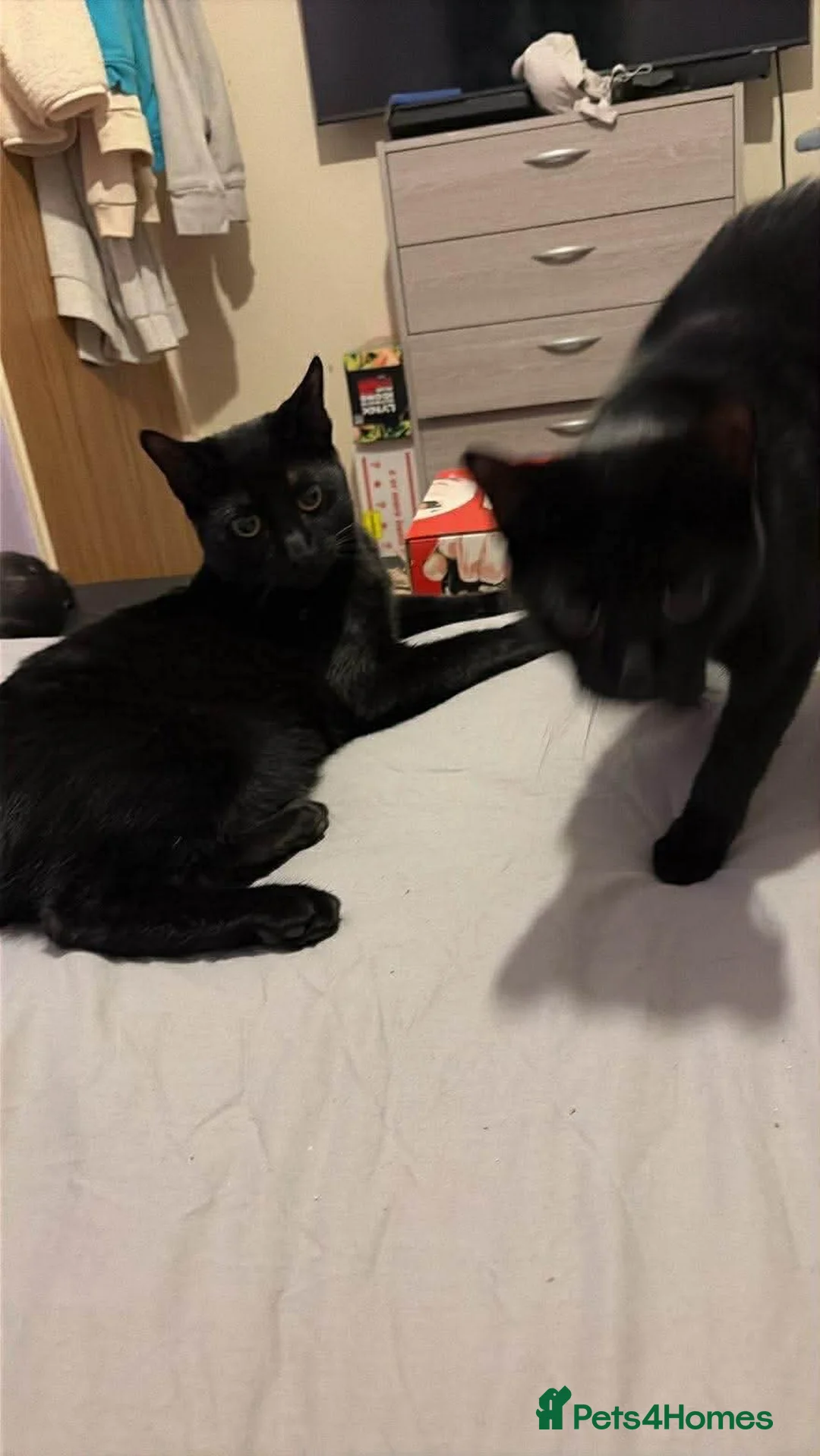 Domestic Shorthair cats for sale: 1 year old cats  in Caldicot - Advert 2