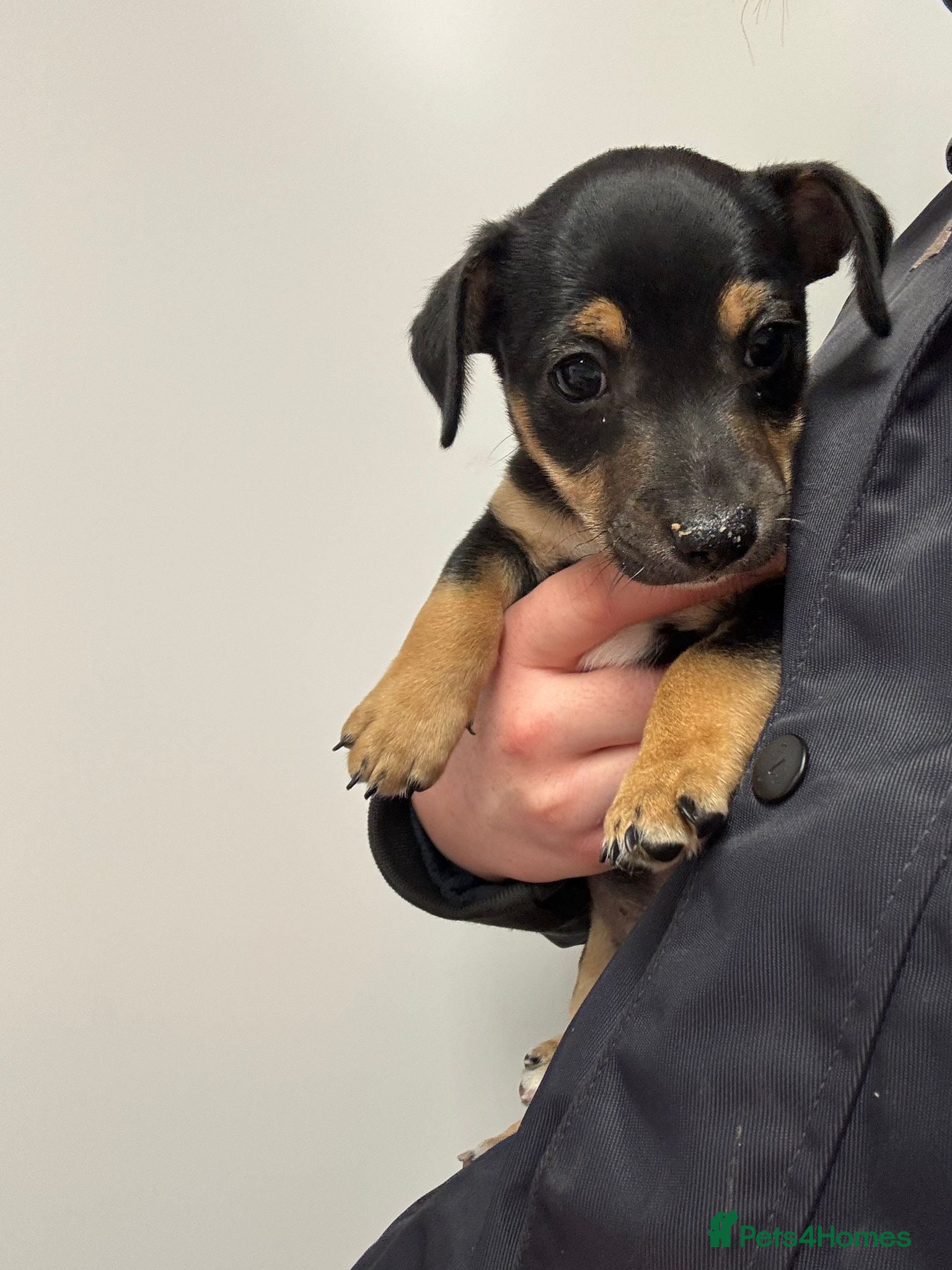 Jack Russell dogs *last one* Miniature Jack Russell’s  - Advert 11